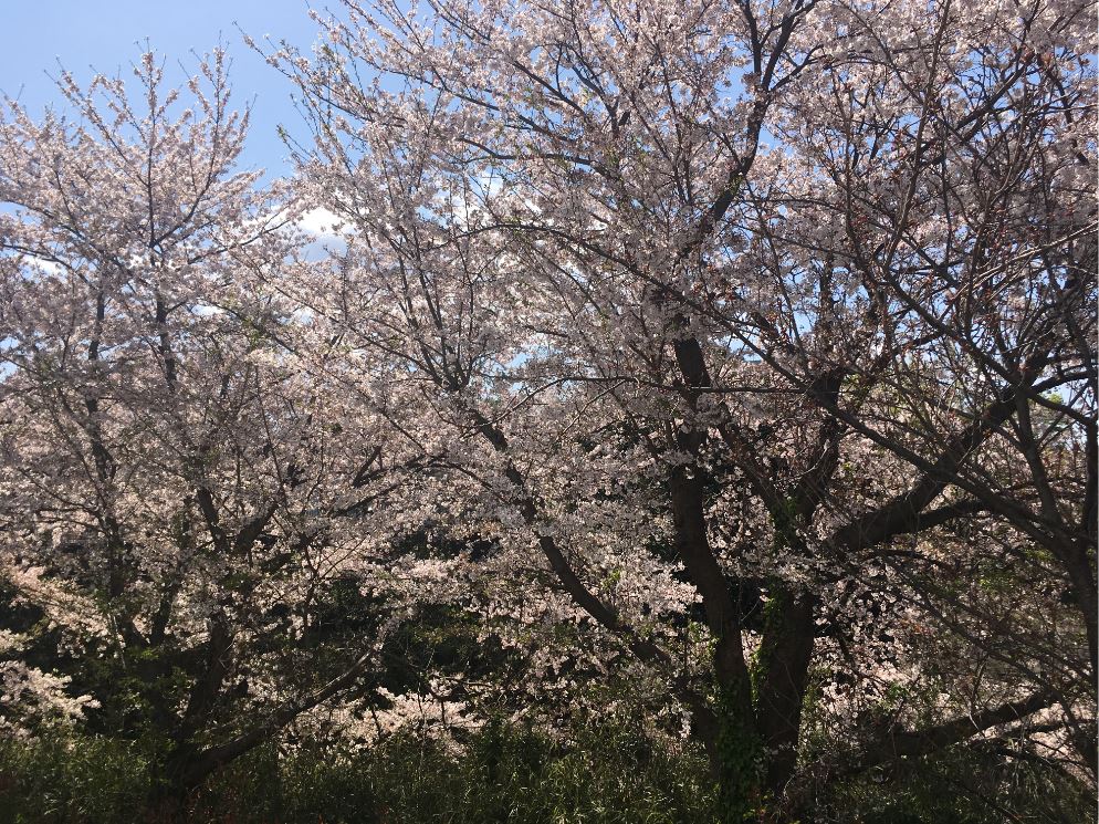 カウンセリングルームからの桜